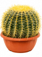 Kaktus - Echinocactus grusonii 25x30 cm