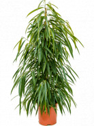 Fikus - Ficus binnendijkii "Allii" Tuft 27x135 cm
