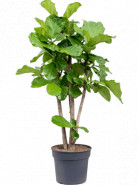 Ficus Lyrata stem branched 38x165 cm