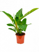 Philodendron imperial green 19x65 cm