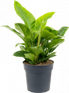 Philodendron imperial green Bush Pots. 35 cm 75cm