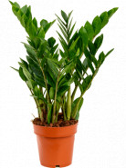 Zamioculcas zamiifolia 6tray tuft pots.17cm v. 65 cm