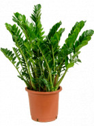 Zamioculcas zamiifolia 30x90 cm