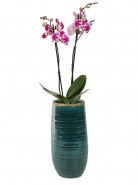 Indoor Pottery Pot Iris turqoise 12x26 cm
