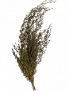 Lungifolia bush 80 cm