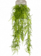 Asparagus plumosus hanging bush 65 cm