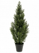 Cedar tree (Ceder) outdoor UV 25x90 cm