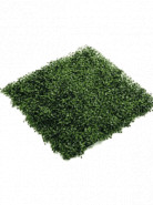 Boxwood Mat green (weather resistant) 50x50 cm