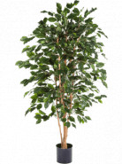 Ficus exotica150 cm