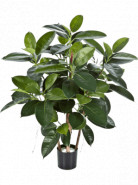 Ficus Elastica Rubber Plant 90 cm