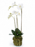 Phalaenopsis plant w. moss white 70 cm