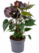 Anthurium andraeanum 'Black' 12x35 cm