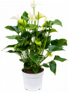 Anthurium andraeanum 'White Champion' 17x55 cm