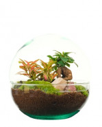 Aranžmán rastlín - rastlinné terárium (mini záhradka v skle) 19x20 cm