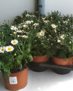 Argyranthemum Molymbo duplo white 10,5x25cm cm