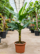 Banánovník Musa tropicana stem 50x170 cm