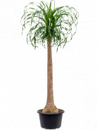 Beaucarnea recurvata stem 29x135 cm