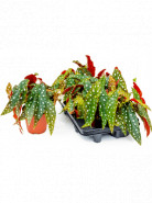 Begonia Maculata 6/tray 12x25 cm