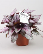 Begonia beleaf maori Haze 12x22 cm