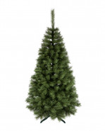ROY Vianočný stromček borovica občajná, 220 cm