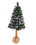 Vianočný stromček borovica strieborná so šiškami na kmeni 180cm