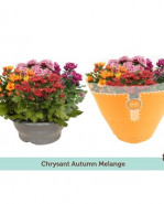 Chryzantema - Chrysanthemum Ind. Mount Aub. jesenný mix farieb 23x27 cm
