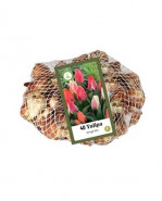 Cibuloviny tulipany Netlon greigii mix ružová 40 ks v sieťke