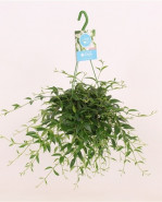 Codonanthe crassifolia Hanging 14x40 cm