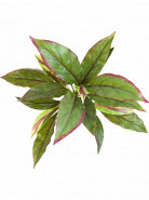 Umelá rastlina Cordyline Bush zelená/červená 30 cm