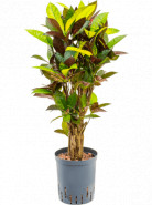 Kroton - Croton (codiaeum) variegatum Mr. Iceton branched 18/19 cm výška 80 cm