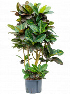 Croton (codiaeum) variegatum Petra Branched 25/19 v. 130 cm