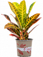 Kroton - Croton Codiaeum variegatum Petra 13x35 cm