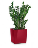 Lechuza Canto Premium Square Single planter Scarlet red High Gloss 40x40x41 cm