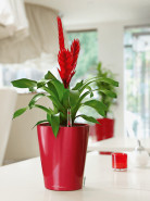 Lechuza Deltini mini All incluive set  scarlet red high-gloss 10x13 cm