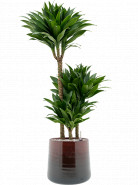 Dracaena fragrans compacta 60-30-15 pots.21x90 cm