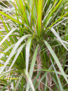 Dracaena marginata carrousel 8pp 34x190 cm
