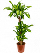 Dracaena fragrans massangeana 90-45-20 Pots. 24x135 cm