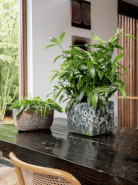 Dracaena surculosa Tuft pots. 15/19 cm v 45 cm