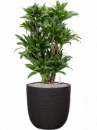 Dracaena fragrans compacta Branched-multi 30x100 cm