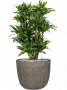 Dracaena fragrans compacta Branched-multi 30x100 cm