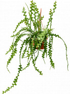 Epiphyllum anguliger 14x35 cm