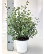 Eucalyptus gunii 13x50 cm