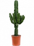 Euphorbia erytrea 25x125 cm