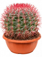 Kaktus Ferocactus stainesii ball 25x35 cm