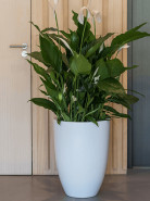 Kvetináč Fiberstone Ben L biely lesklý 40x55 cm