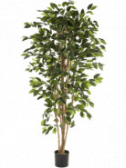 Ficus nitida exotica branched 150 cm