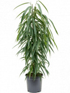 Ficus alii tuft pots. 21x100 cm