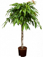 Ficus binnendijkii amstel king Stem 22/19 výška 115 cm