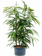 Ficus amstel king 2pp 28/19 výška 110 cm