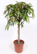 Fikus - Ficus binnendijkii "Amstel King" Stem 30x140 cm